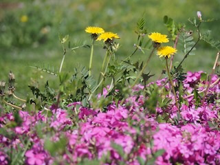 お遍路ウォーク