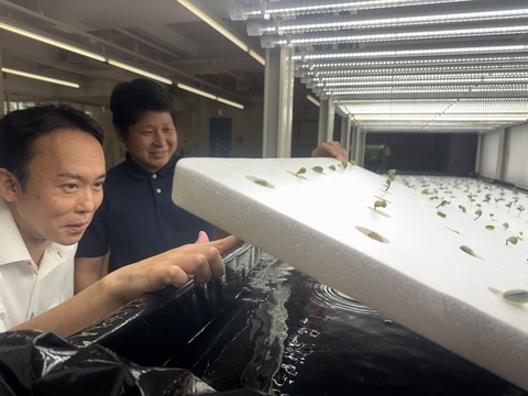 旧キャンパスでの栽培の様子5 旧キャンパスでの栽培の様子5