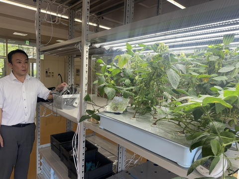 旧キャンパスでの栽培の様子4 旧キャンパスでの栽培の様子4