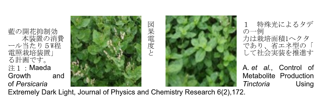 タデ藍の開花遅延技術を確立