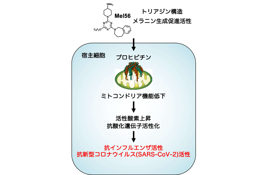 ―細胞のミトコンドリアを標的とした新しい抗ウイルス戦略― インフルエンザウイルスと新型コロナウイルスの両方を抑制する化合物 Mel56 を発見 